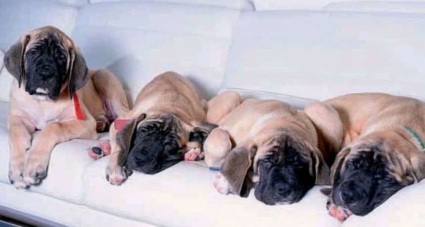 RADIOKTUBRE INFO…. VIDA DE PERROS(los hijos de cuatro patas de milei) Y VOS DENTRO DE 45 AÑOS LA VAS A 