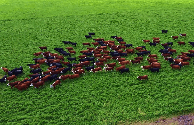 - RADIOKTUBRE INFO…….. Más de mil bovinos y tres provincias involucradas: el mega secuestro de hacienda que disparó un escándalo …… Por Simòn Suarez.