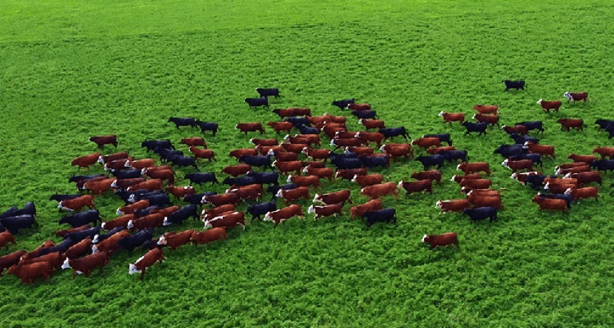 - RADIOKTUBRE INFO……..  Más de mil bovinos y tres provincias involucradas: el mega secuestro de hacienda que disparó un escándalo  …… Por Simòn Suarez.