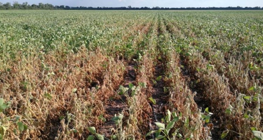 RADIOKTUBRE INFO..- La soja manda en cantidad de hectáreas en el Chaco-Por Simón Suarez..Ver mas