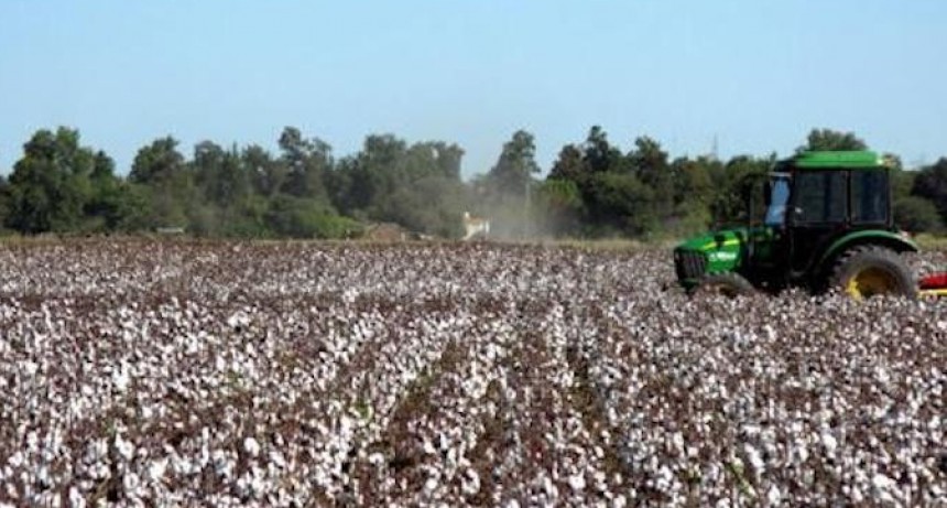 RADIOKTUBRE INFO…….. ENTREGARON MAS DE 415 MILLONES A PRODUCTORES ALGODONEROS   …… Por Simòn Suarez