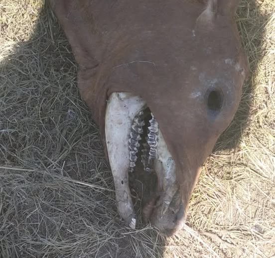 - RADIOKTUBRE INFO…….. La Policía investiga extrañas mutilaciones de vacunos   …… Por Simòn Suarez.