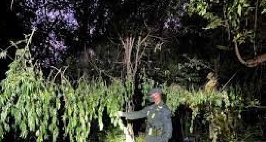 RADIOKTUBRE INFO..-  Desbaratan un improvisado campamento de marihuana -Por Simón Suarez..Ver mas..