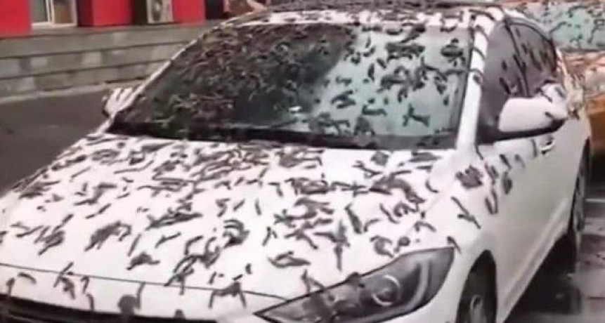 RADIOKTUBRE INFO…. “Lluvia de gusanos” en China, las impactantes imágenes se viralizaron en redes sociales  …Por Simón Suarez   Ver mas….