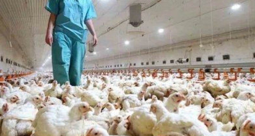 RADIOKTUBRE INFO….  Alarma por la Gripe Aviar: murieron más de 200 mil aves y ya son 40 los brotes confirmados en el país …Por Simón Suarez   Ver mas….