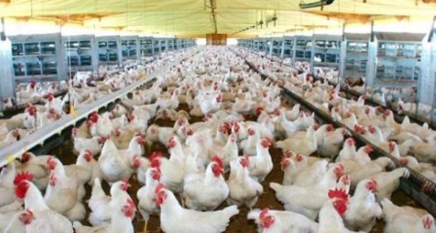 RADIOKTUBRE INFO….  Se expande la gripe aviar: primer brote industrial en Chile; sacrifican 40 mil aves de corral …Por Simón Suarez   Ver mas….