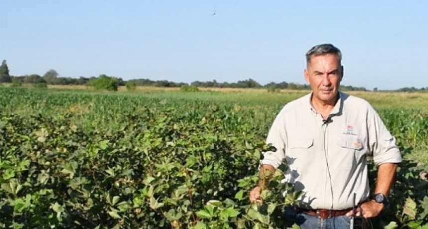 RADIOKTUBRE INFO….  La fibra larga de algodón comienza a ser realidad en el Chaco …Por Simón Suarez   Ver mas….