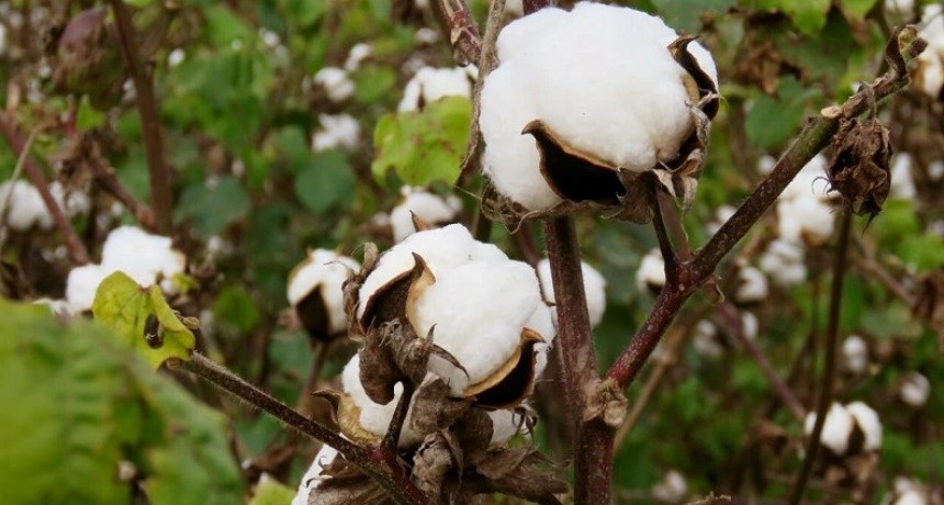 - RADIOKTUBRE INFO……..CHEQUEADO:  no es cierto que, como aseguró Milei 