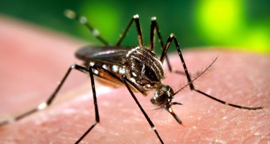 RADIOKTUBRE INFO….  Salud Pública reportó 92 nuevos casos de dengue en las últimas 24 horas en la provincia …Por Simón Suarez   Ver mas….