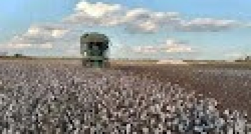 RADIOKTUBRE INFO….  El Chaco gestiona la inclusión del algodón en el dólar agro …Por Simón Suarez   Ver mas….