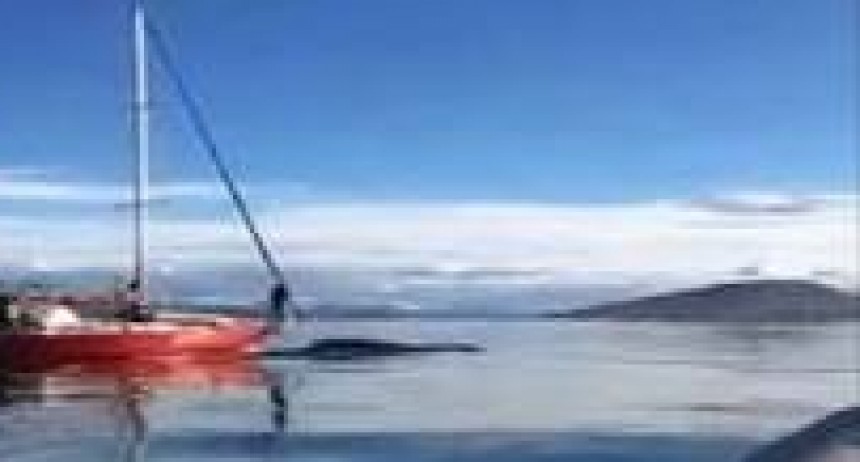 RADIOKTUBRE INFO..- Un velero embistió intencionalmente a una ballena y buscan a sus ocupantes  -Por Simón Suarez..Ver mas..
