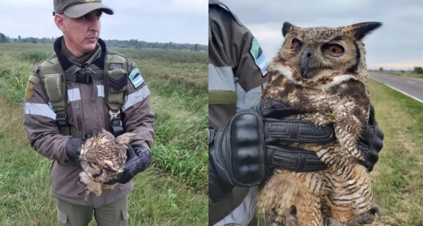  RADIOKTUBRE INFO…. Gendarmería rescató a un búho que se encontraba desorientado al costado de la Ruta 11  …Por Simón Suarez..Ver mas..
