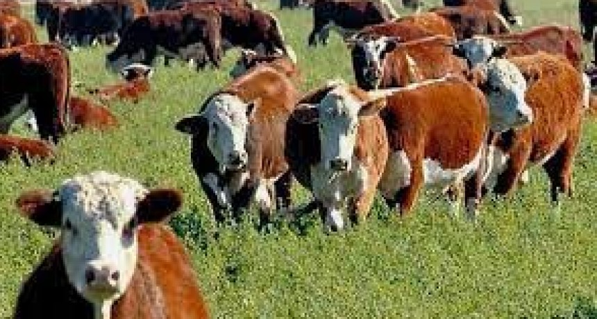 RADIOKTUBRE INFO…- REMATE DE HACIENDA EN SANTA SYLVINA-..-Por Simón Suarez..VER MAS