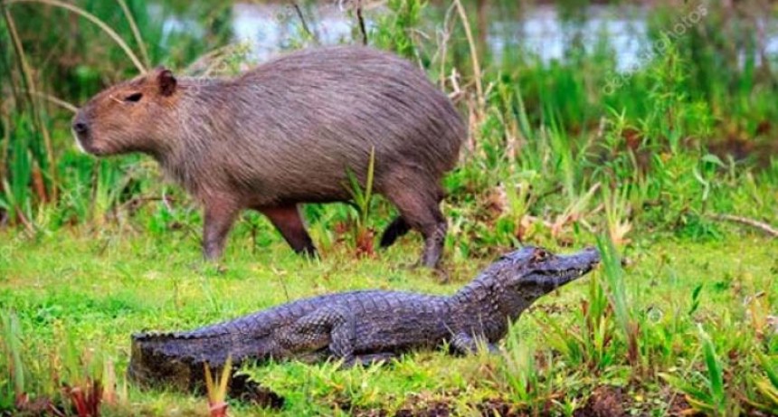 RADIOKUBRE INFO…- Buscan fomentar el Turismo Científico en los Esteros del Iberá..-Por  SimónSuárez Ver mas