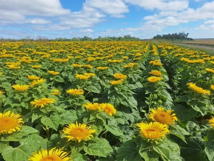 - RADIOKTUBRE INFO……..  El Oeste chaqueño sufre la falta de lluvias  …… Por Simòn Suarez