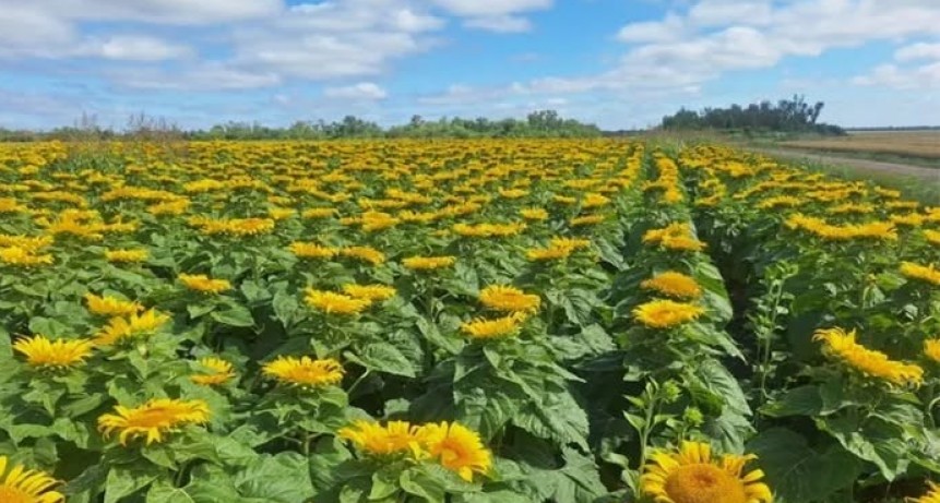 - RADIOKTUBRE INFO……..  El Oeste chaqueño sufre la falta de lluvias  …… Por Simòn Suarez