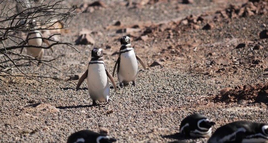 RADIOKTUBRE  INFO…- Punta Tombo: mató a más de 90 pingüinos y, con una topadora, aplastó 140 nidos -Por  SimónSuárez Ver mas…