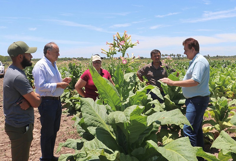 - RADIOKTUBRE INFO…….. Destacan el buen presente de la producción tabacalera en Zapallar Norte y Los Paraguayos …… Por Simòn Suarez
