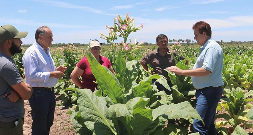 - RADIOKTUBRE INFO……..  Destacan el buen presente de la producción tabacalera en Zapallar Norte y Los Paraguayos  …… Por Simòn Suarez